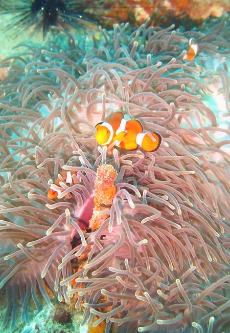 plongées en Thailande