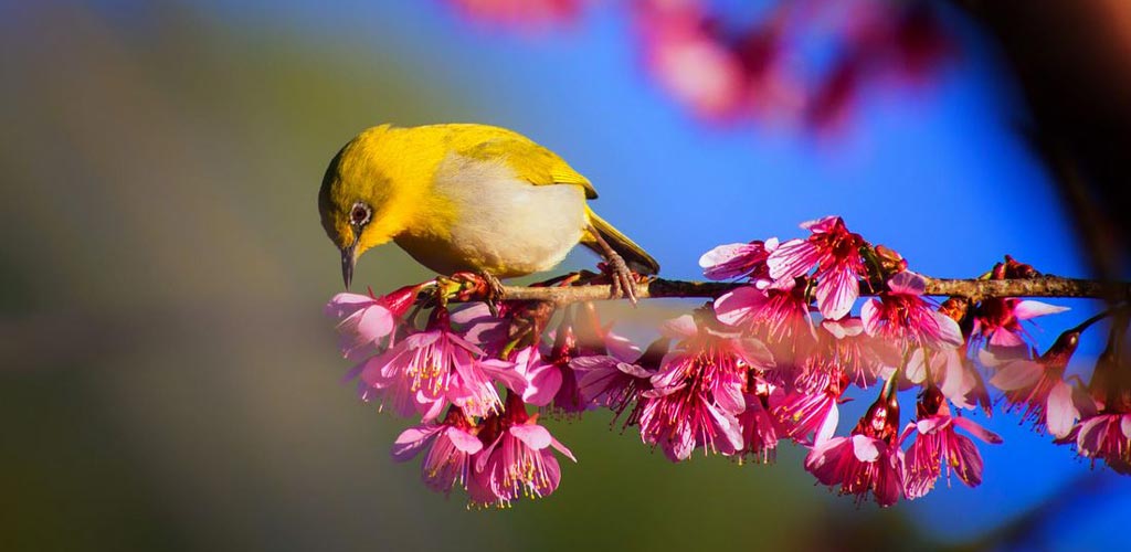 Bel oiseau sur une branche en Thaïlande