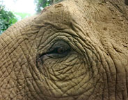 Gros plan sur le regard d'un élephant thaïlandais