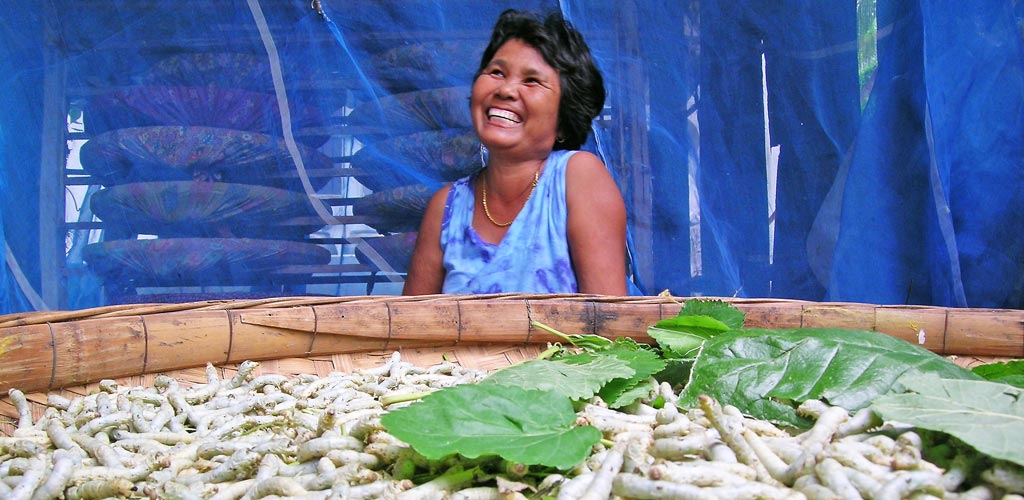 femme élevant des vers à soie en thailande