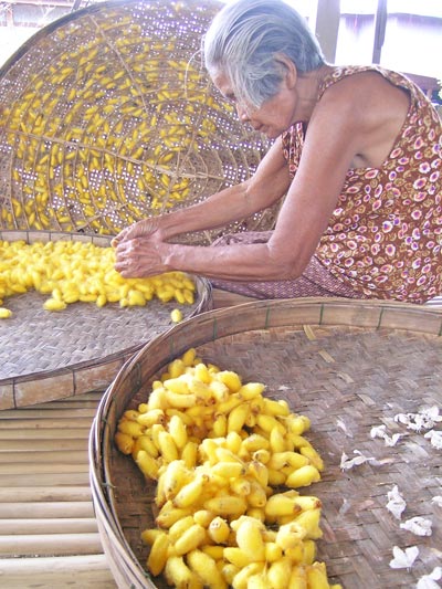 vers à soie en thailande
