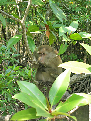 singes de la côte d'Andaman en Thailande