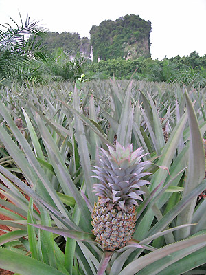 plantations ananas sur la côte de Phuket en Thailande