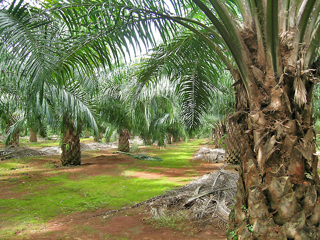 plantations à Ko Yao Noi en Thailande