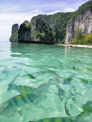 poissons sur la côte d'Andaman en Thailande