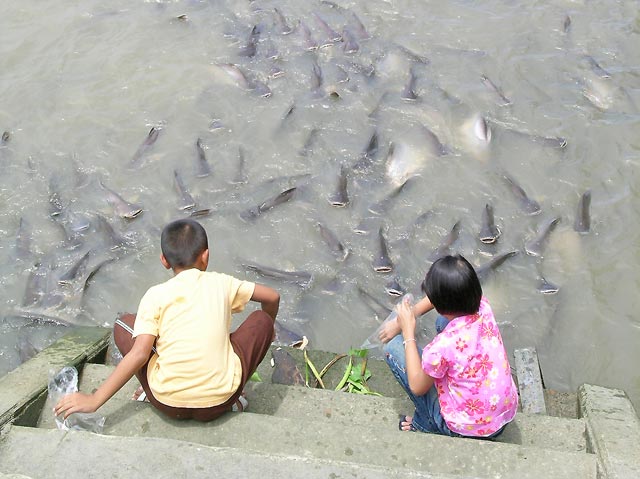 enfants nourrissant des poissons à bangkok