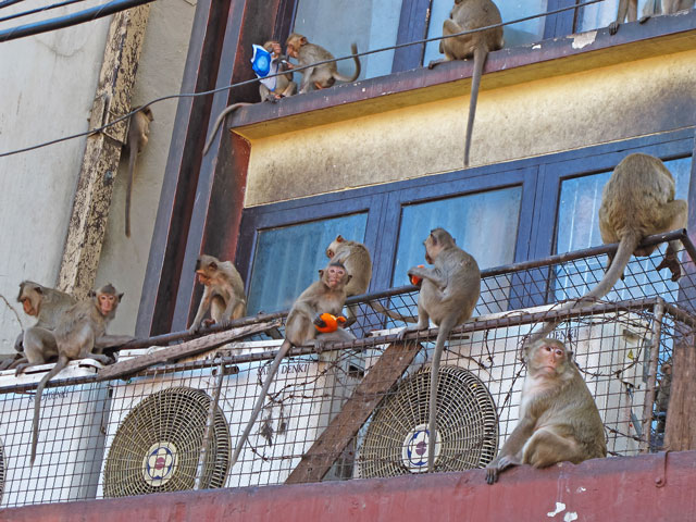 singes dans la ville de Lopburi