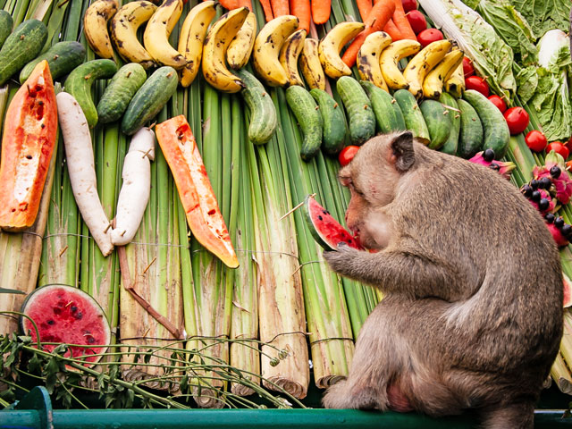 festival en l'honneur des singes à Lopburi