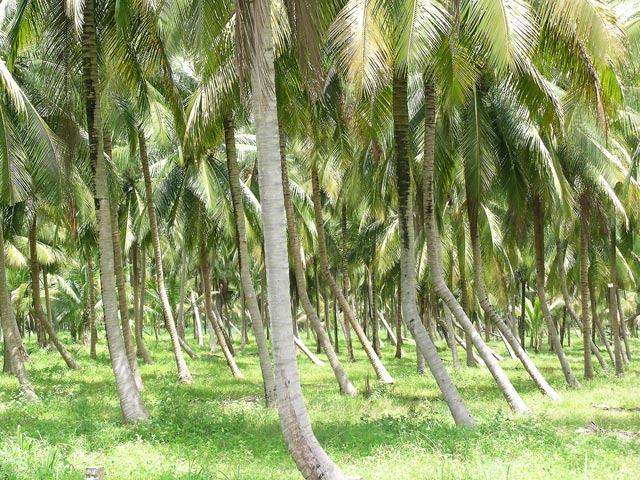 cocotiers Golfe de Thailande