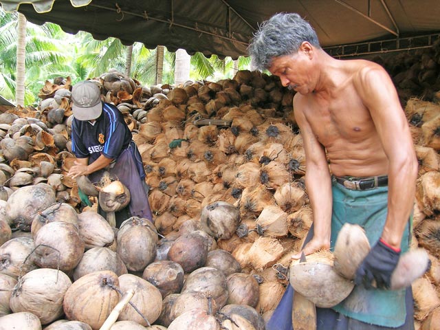 ouvriers dans une cocoteraie Golfe de Thailande