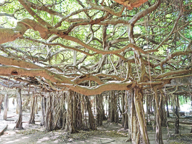 arbre banyan à Phimaï en Thaïlande