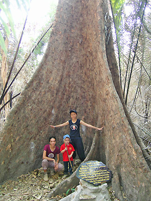 arbre géant thailande