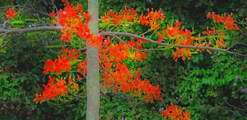 fleurs en Thailande