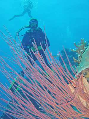 plongées thailande