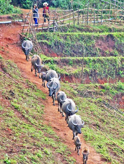 buffles dans un village karen en thailande