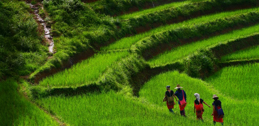 villageois karens dans leurs rizières en thailande