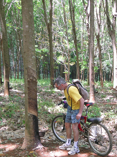 cycliste dans une plantation d'hévéas dans le sud de la Thailande