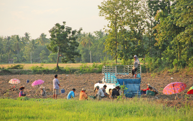 balade à vélo dans la campagne de Sukhothai en Thailande